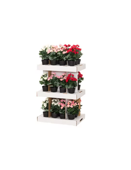 Begonia 28 cm, 4Living