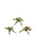 Pelargonia-amppeli, silkkikukka